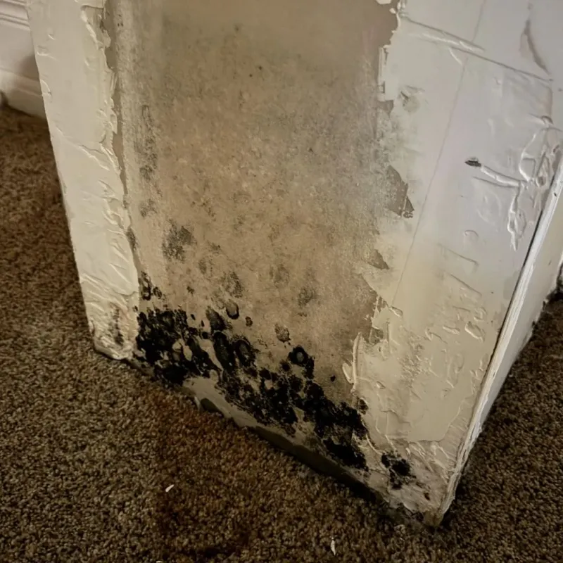 Professional Mold Removal in Harrison County, TX